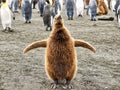 Portrait of a juvenile king penguin Aptenodytes patagonicus on South Georgia Island. Royalty Free Stock Photo