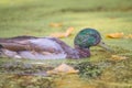 Portrait of a juvenile male mallard duck molting feathers in the floodplain of the Minnesota River in the Minnesota Valley Wildlif Royalty Free Stock Photo