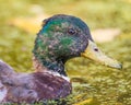 Portrait of a juvenile male mallard duck molting feathers in the floodplain of the Minnesota River in the Minnesota Valley Wildlif