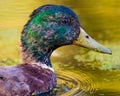 Portrait of a juvenile male mallard duck molting feathers in the floodplain of the Minnesota River in the Minnesota Valley Wildlif Royalty Free Stock Photo