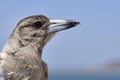 Portrait of a juvenile Pied Butcher BirdCracticus nigrogularis. Royalty Free Stock Photo