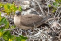 Portrait of juvenile red footed booby perched on branch Royalty Free Stock Photo