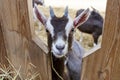 Juvenile Thyringen goat in goatfarm