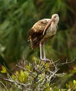 Juvenile White Ibis Royalty Free Stock Photo