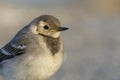 A portrait of juvenile White wagtail Motacilla alba from an island Zealand in Denmark.