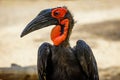 Portrait of a Kaffir Horned Raven at an oasis park