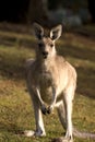 A portrait of kangaroo