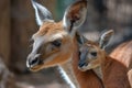 portrait of kangaroo mother cradling its young in the pouch