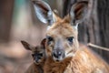 portrait of kangaroo mother cradling its young in the pouch