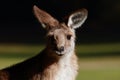 Portrait of a Kangaroo in Tasmania