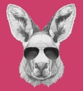 Portrait of Kangaroo with sunglasses.