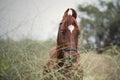 Portrait of Kathiawari stallion posing in natura place. India