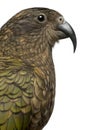 Portrait of Kea, Nestor notabilis Royalty Free Stock Photo