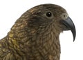 Portrait of Kea, Nestor notabilis Royalty Free Stock Photo
