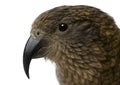 Portrait of Kea, Nestor notabilis Royalty Free Stock Photo