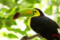 Portrait of Keel-billed Toucan bird