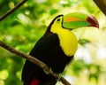 Portrait of Keel-billed Toucan bird