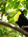 Portrait of Keel-billed Toucan bird Royalty Free Stock Photo