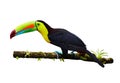 Portrait of Keel-billed Toucan & x28;Ramphastus sulfuratus& x29; perched on branch, isolated on white background