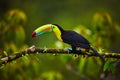 Portrait of Keel-billed Toucan Ramphastus sulfuratus perched o Royalty Free Stock Photo