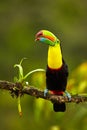 Portrait of Keel-billed Toucan Ramphastus sulfuratus perched o Royalty Free Stock Photo