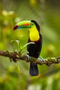 Portrait of Keel-billed Toucan Ramphastus sulfuratus perched o Royalty Free Stock Photo