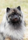 A portrait of a Keeshond (German Wolfspitz)