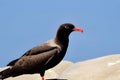 Portrait of a Kelp Gull (Larus dominicanus). Generative AI