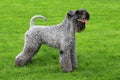 Portrait of Kerry Blue Terrier Royalty Free Stock Photo