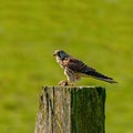Portrait of a kestrel. The bird sits on a wooden post in the grass. The predatory, wild bird has a mouse in its paw. Caught prey, Royalty Free Stock Photo