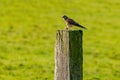 Portrait of a kestrel. The bird sits on a wooden post in the grass. The predatory, wild bird has a mouse in its paw. Caught prey, Royalty Free Stock Photo