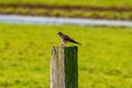 Portrait of a kestrel. The bird sits on a wooden post in the grass. The predatory, wild bird has a mouse in its paw. Caught prey, Royalty Free Stock Photo