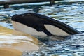 Killer whale orcinus orca Royalty Free Stock Photo