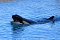 Killer whale orcinus orca Royalty Free Stock Photo