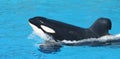 A Killer Whale Porpoising Through Blue Water Royalty Free Stock Photo