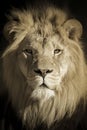 Portrait Of A King African Lion