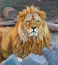 Portrait of the king of beasts lion