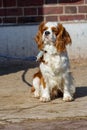 Portrait of a King Charles Cavalier dog on a leash Royalty Free Stock Photo