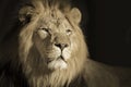 Portrait Of A King Male African Lion Royalty Free Stock Photo