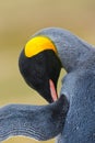 Portrait of King penguin, Aptenodytes patagonicus, detail cleaning of feathers, with black and yellow head, Falkland Islands Royalty Free Stock Photo