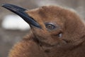 Portrait of a King Penguin Chick - Falkland Islands Royalty Free Stock Photo