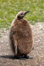 Portrait of a King Penguin Chick