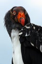 Portrait of a king vulture