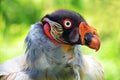 Portrait of a King Vulture