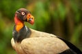 Portrait of King vulture, Sarcoramphus papa. Red head bird, forest in the background. Condors in tropic forest. Royalty Free Stock Photo