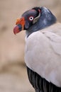 Portrait King Vulture Royalty Free Stock Photo