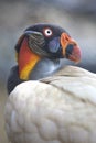 Portrait of a king vulture Sarcoramphus papa or Zopilote Rey