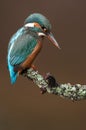 Portrait of a Kingfisher Royalty Free Stock Photo