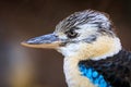 Portrait of kingfisher. Hunting blue-winged kookaburra, Dacelo leachii, perched and waiting for fish. Large bird with long beak