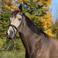 Portrait of Kinsky horse with bridle in autumn